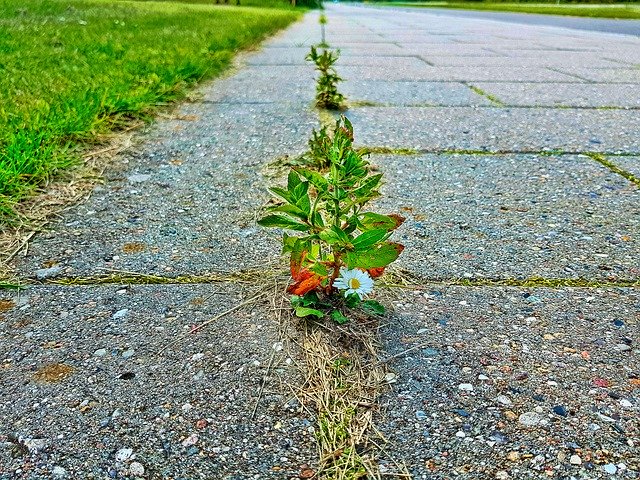 הורדה חינם Urban Plants Green - תמונה או תמונה בחינם לעריכה עם עורך התמונות המקוון GIMP