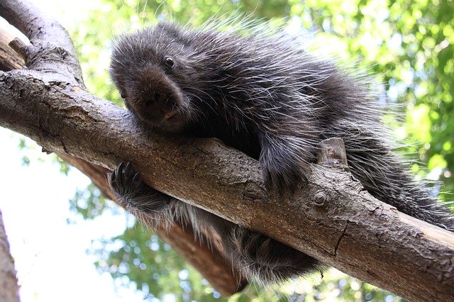 Descărcare gratuită Urson Porcupines Climb - fotografie sau imagine gratuită pentru a fi editată cu editorul de imagini online GIMP