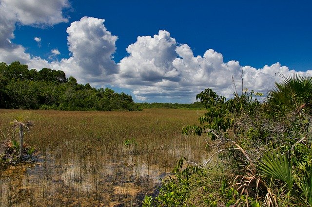 Descarga gratuita Usa Florida Landscape - foto o imagen gratuita para editar con el editor de imágenes en línea GIMP