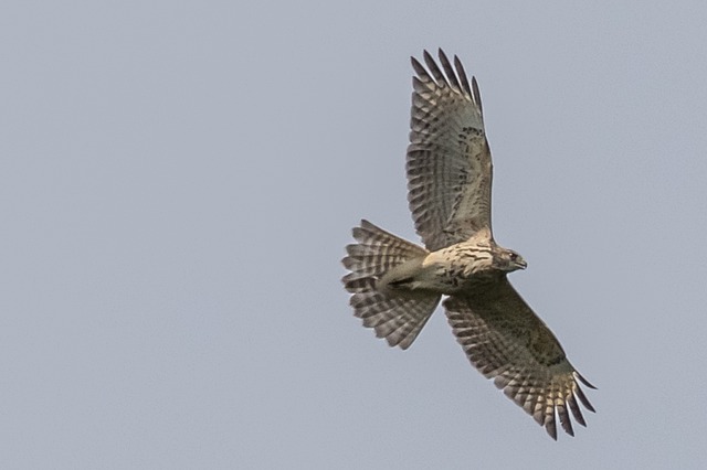 Free download usa nj red tail hawk birding free picture to be edited with GIMP free online image editor