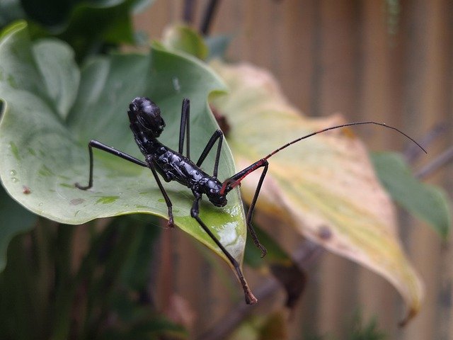Free picture Ututo Insect Phasmatode -  to be edited by GIMP free image editor by OffiDocs