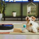 Vacuum Robot Fox Terrier  screen for extension Chrome web store in OffiDocs Chromium