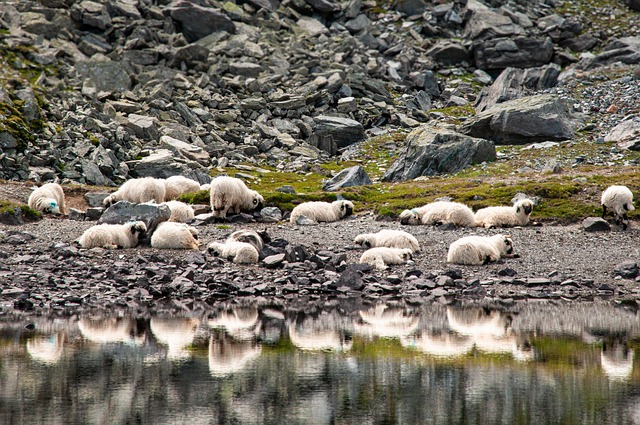 Free download valais blacknose sheep free picture to be edited with GIMP free online image editor
