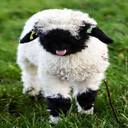 Valais Blacknose wallpaper  screen for extension Chrome web store in OffiDocs Chromium