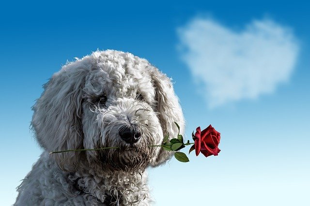 Free download valentine s day dog animal cute free picture to be edited with GIMP free online image editor