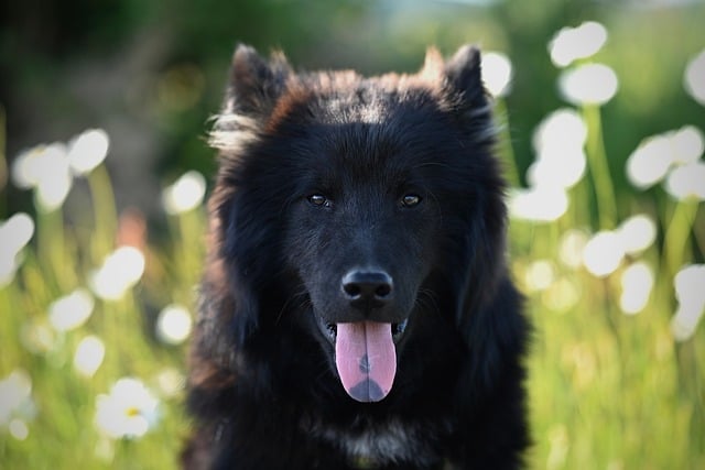 Free download valiant eurasier animal canine dog free picture to be edited with GIMP free online image editor