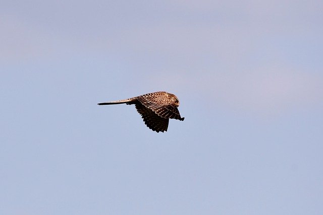 Free download Valk Bird Of Prey Plumage -  free photo or picture to be edited with GIMP online image editor