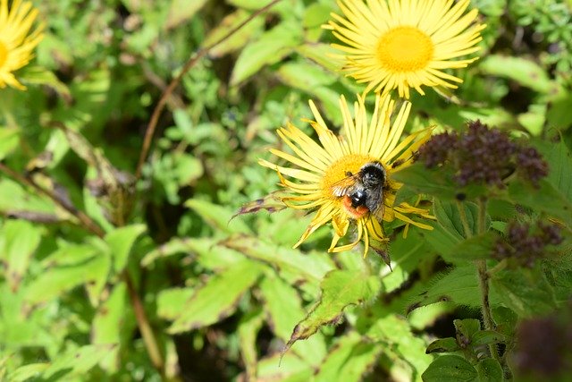 Free download Valley Of Flowers Bee Showy -  free photo or picture to be edited with GIMP online image editor