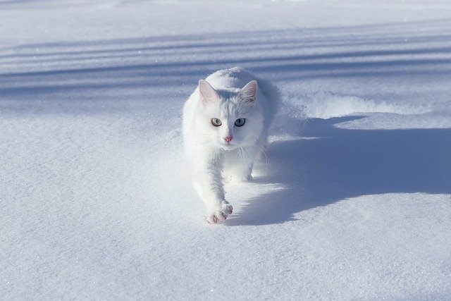 Free download van cat cat snow winter free picture to be edited with GIMP free online image editor