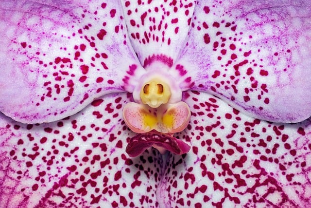 Free download vanda orchid bloom blossom flower free picture to be edited with GIMP free online image editor