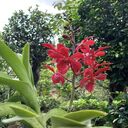 Vanda wallpaper  screen for extension Chrome web store in OffiDocs Chromium