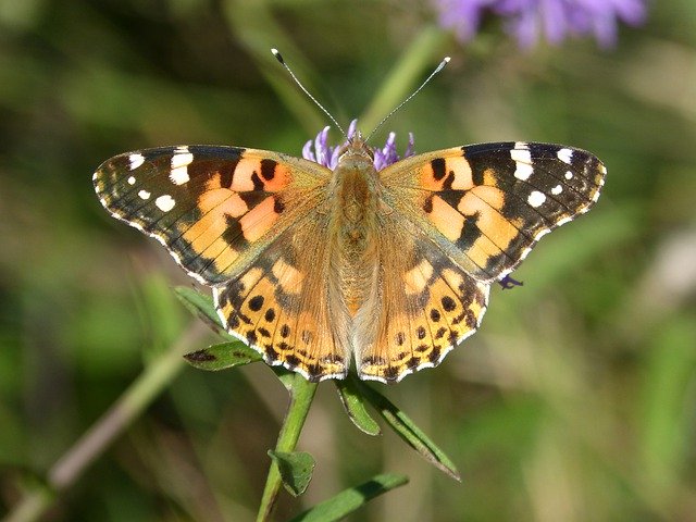 Download gratuito di Vanesa From Thistles Butterfly: foto o immagine gratuita da modificare con l'editor di immagini online GIMP