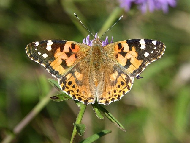 Free download Vanesa From Thistles Butterfly -  free photo or picture to be edited with GIMP online image editor