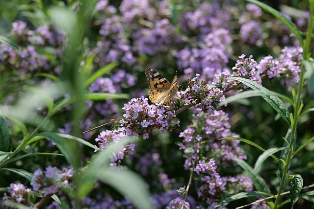Free download vanessa cardui butterflies insect free picture to be edited with GIMP free online image editor