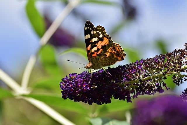 Free download vanessa cardui butterfly flower free picture to be edited with GIMP free online image editor