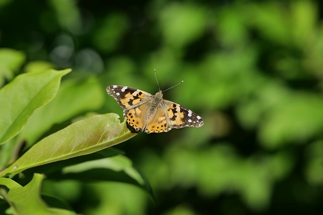 Free download vanessa cardui butterfly nature free picture to be edited with GIMP free online image editor