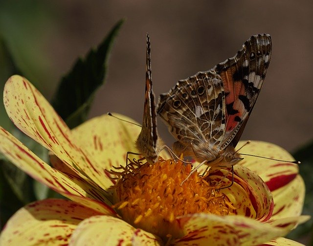 Unduh gratis Vanessa Cardui Walking Butterfly - foto atau gambar gratis untuk diedit dengan editor gambar online GIMP