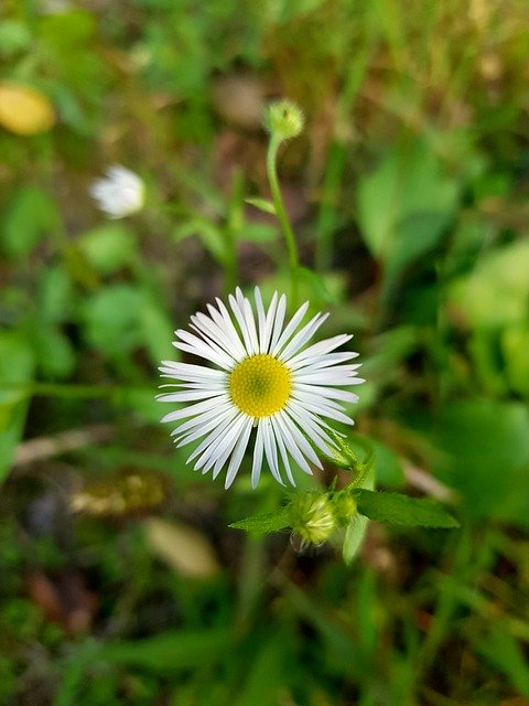 Van Nature Blooms At'ı ücretsiz indirin - GIMP çevrimiçi resim düzenleyici ile düzenlenecek ücretsiz fotoğraf veya resim