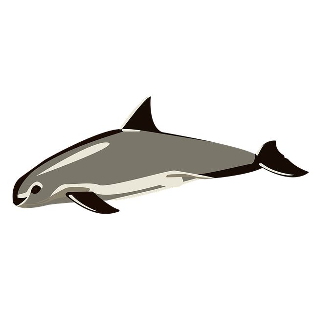 Free download Vaquitamarina Sea Animals -  free illustration to be edited with GIMP free online image editor
