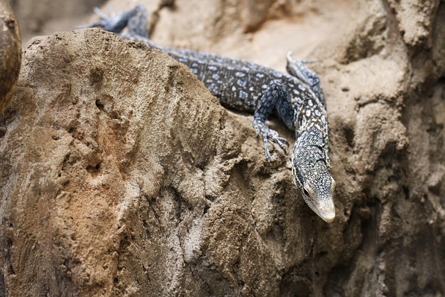 Free download varanus macraei lizard reptile free picture to be edited with GIMP free online image editor