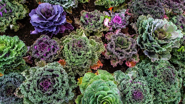 Free download varieties of kale vegetable garden free picture to be edited with GIMP free online image editor