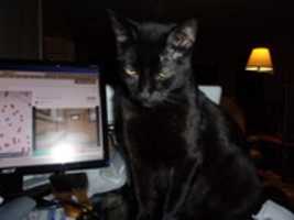 Free download various of one of cats free photo or picture to be edited with GIMP online image editor