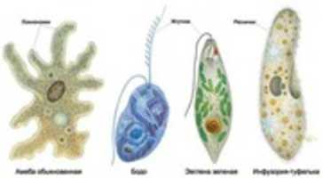 Free download various sea one cell animals free photo or picture to be edited with GIMP online image editor