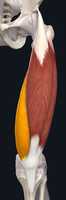 Free download Vastus Medialis Of Quadriceps Femoris free photo or picture to be edited with GIMP online image editor