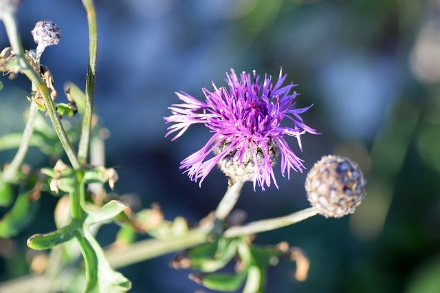 ดาวน์โหลดฟรี Väddklint Höstblomster - ภาพถ่ายหรือรูปภาพฟรีที่จะแก้ไขด้วยโปรแกรมแก้ไขรูปภาพออนไลน์ GIMP