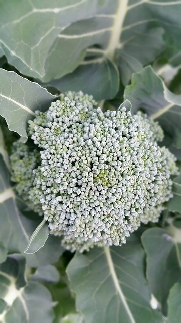 Free download Vegetable Broccoli Food -  free photo or picture to be edited with GIMP online image editor