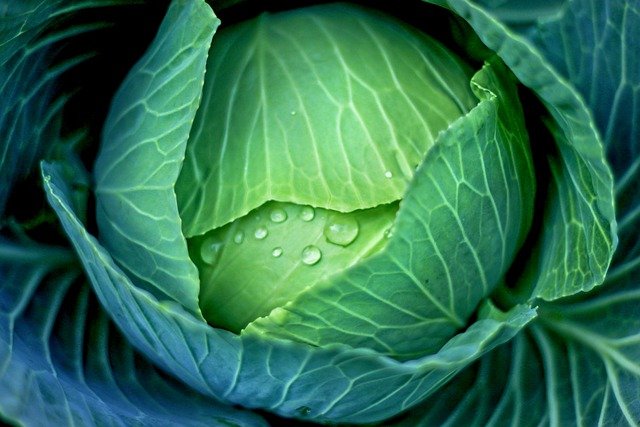 Free download vegetable cabbage healthy produce free picture to be edited with GIMP free online image editor