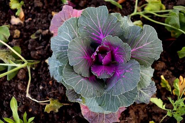 Free download vegetable cabbage organic growth free picture to be edited with GIMP free online image editor
