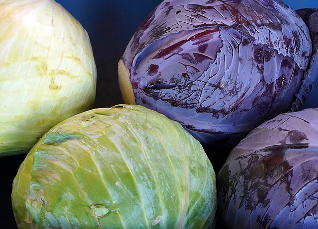 Free download vegetable cabbage organic harvest free picture to be edited with GIMP free online image editor