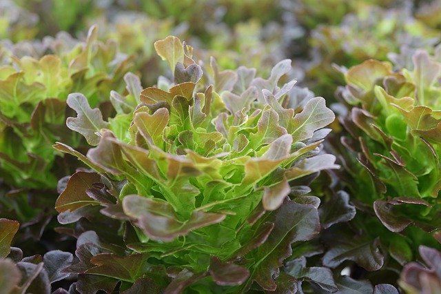 Free download Vegetable Cultivation Organic Seed -  free photo or picture to be edited with GIMP online image editor