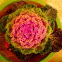 Vegetable flowers  screen for extension Chrome web store in OffiDocs Chromium Vegetable flowers  screen for extension Chrome web store in OffiDocs Chromium