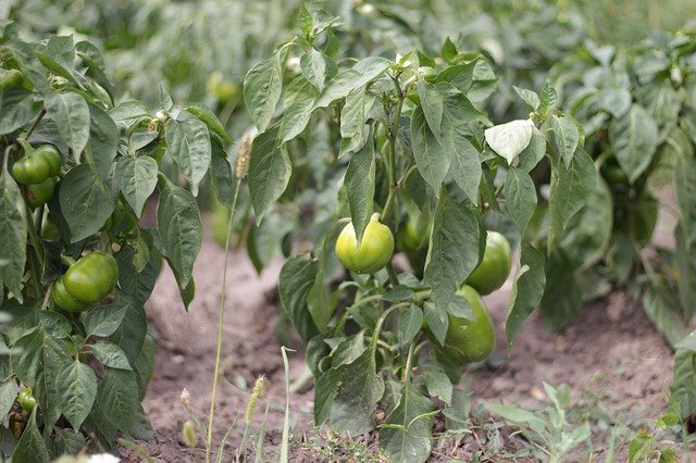 Descarga gratuita Vegetable Garden Farm Pepper: foto o imagen gratuita para editar con el editor de imágenes en línea GIMP