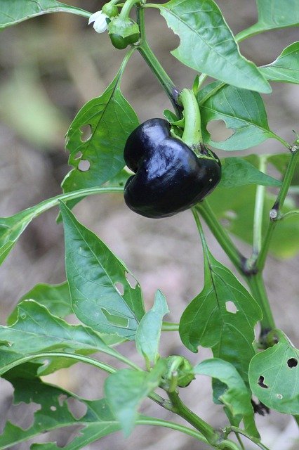 Free download Vegetables Bio Power -  free photo or picture to be edited with GIMP online image editor