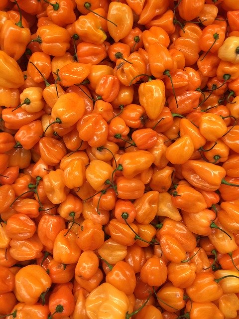 Bezpłatne pobieranie Warzywa Papryka Chilis - darmowe zdjęcie lub obraz do edycji za pomocą internetowego edytora obrazów GIMP
