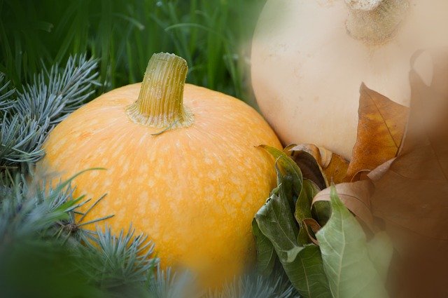 Descargue gratis la plantilla de fotos gratis Vegetables Pumpkin Orange para editar con el editor de imágenes en línea GIMP