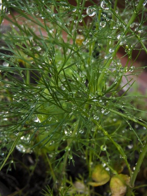 Безкоштовно завантажте Vegetation Grass Plant – безкоштовну фотографію чи зображення для редагування за допомогою онлайн-редактора зображень GIMP