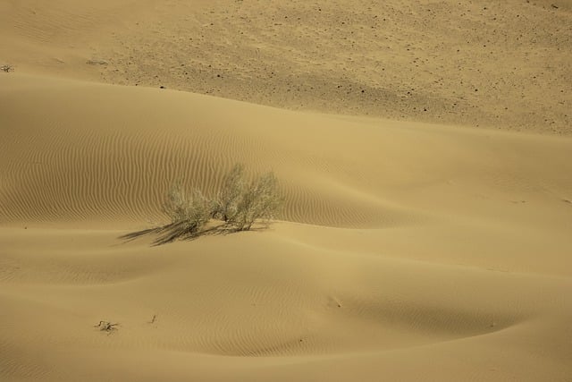Free download vegetation iran maranjab desert free picture to be edited with GIMP free online image editor
