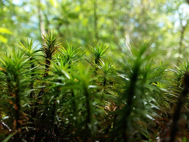 Скачать бесплатно Vegetation Nature Green - бесплатное фото или изображение для редактирования с помощью онлайн-редактора изображений GIMP