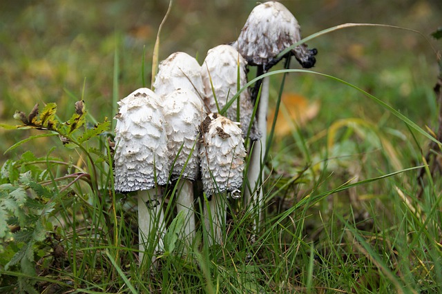 Free download ve got fertiliser general mushrooms free picture to be edited with GIMP free online image editor