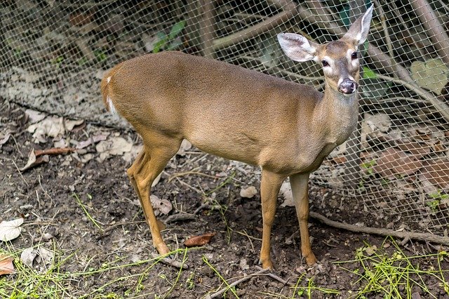 বিনামূল্যে ডাউনলোড করুন Veined Animal Nature - বিনামূল্যে ছবি বা ছবি GIMP অনলাইন ইমেজ এডিটর দিয়ে সম্পাদনা করতে হবে