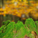 Velvet green moss  screen for extension Chrome web store in OffiDocs Chromium