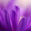 Velvet Petals  screen for extension Chrome web store in OffiDocs Chromium