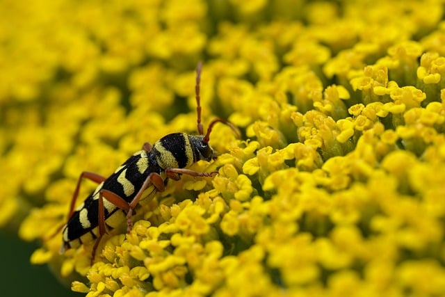 Free download velvet wasp waiter hornets nest free picture to be edited with GIMP free online image editor