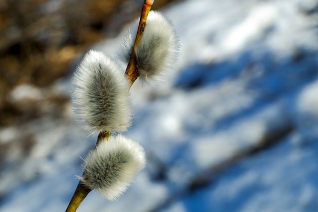 Free download verba bloom nature spring willow free picture to be edited with GIMP free online image editor