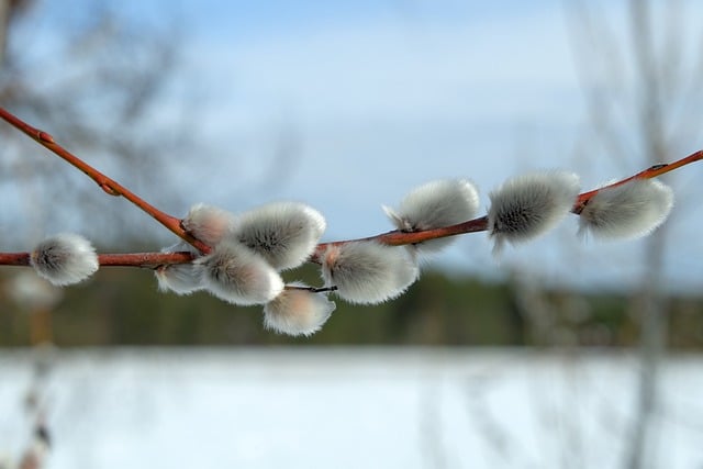 Free download verba branch spring nature willow free picture to be edited with GIMP free online image editor