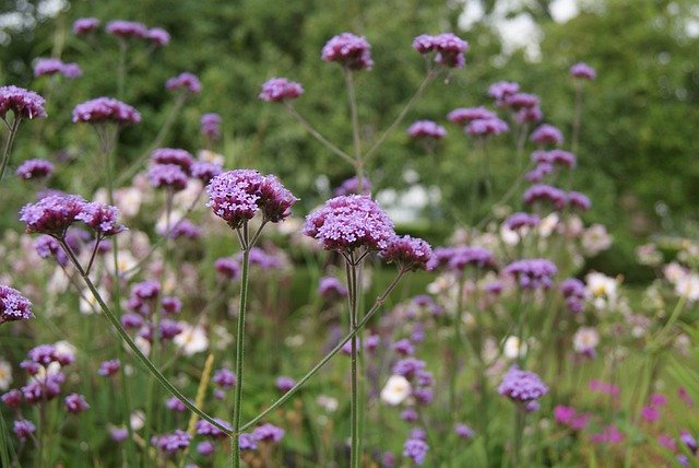 Free download Verbena Ijzerhard Flower -  free photo or picture to be edited with GIMP online image editor